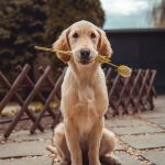 pet-therapy